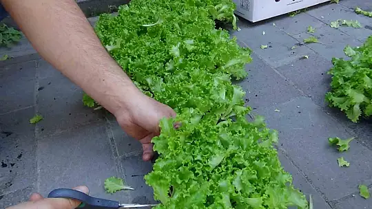 Çiftçilere 10 bin marul fidesi dağıtıldı