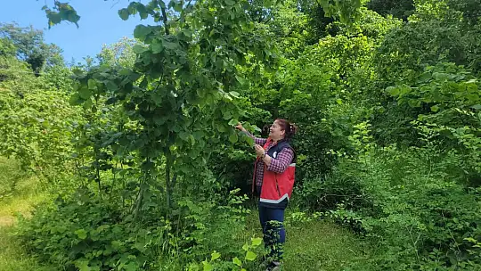 Çiftçilerin korkulu rüyası kahverengi kokarcaya karşı 5 binin üzerinde samuray arısı doğaya salındı