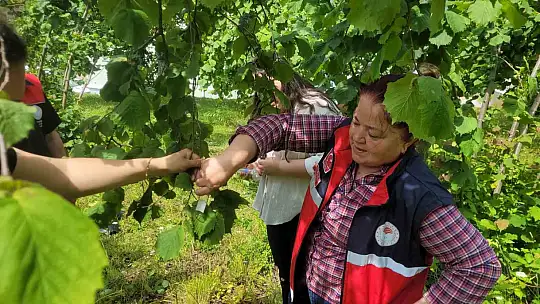Çiftçilerin korkulu rüyası kahverengi kokarcaya karşı 5 binin üzerinde samuray arısı doğaya salındı