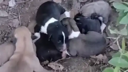 Çiftçinin dikkati 8 köpek yavrusunu ölümden kurtardı