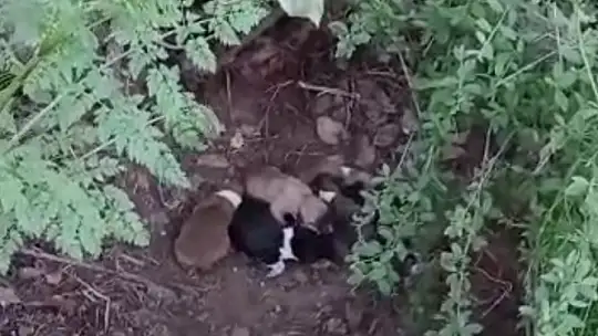 Çiftçinin dikkati 8 köpek yavrusunu ölümden kurtardı