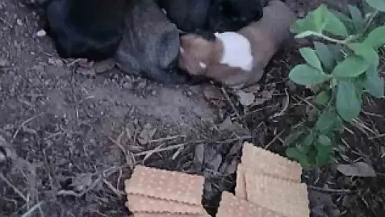 Çiftçinin dikkati 8 köpek yavrusunu ölümden kurtardı