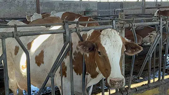 Çiftlikte teknolojiyi yenileyince üretim 2 katına çıktı