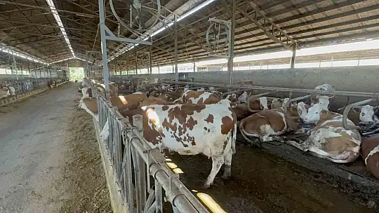 Çiftlikte teknolojiyi yenileyince üretim 2 katına çıktı