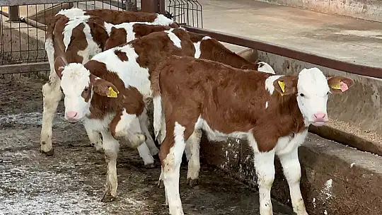 Çiftlikte teknolojiyi yenileyince üretim 2 katına çıktı