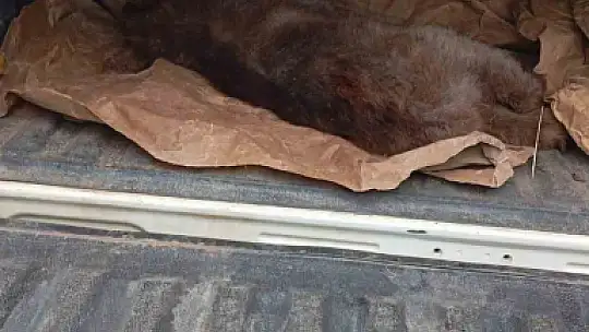 Çıktığı ağaçta mahsur kalan yavru ayı kurtarıldı