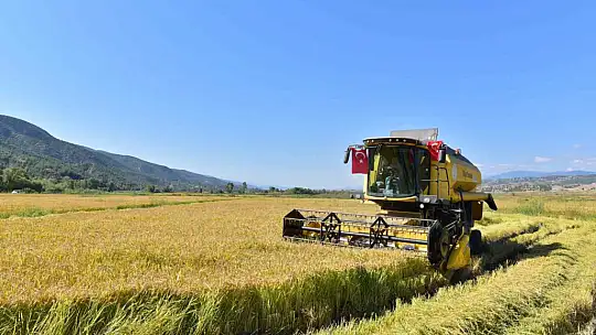 Coğrafi işaretli 'sarıkılçık' pirincinin hasadı devam ediyor