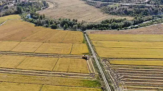 Coğrafi işaretli 'sarıkılçık' pirincinin hasadı devam ediyor