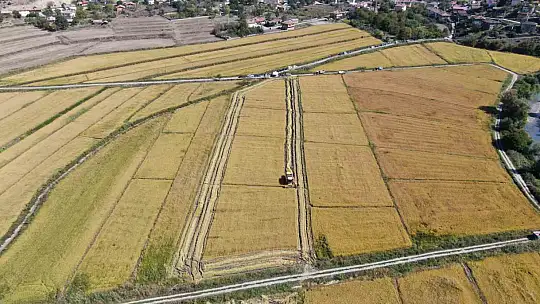 Coğrafi işaretli 'sarıkılçık' pirincinin hasadı devam ediyor