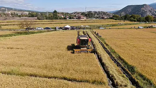 Coğrafi işaretli 'sarıkılçık' pirincinin hasadı devam ediyor