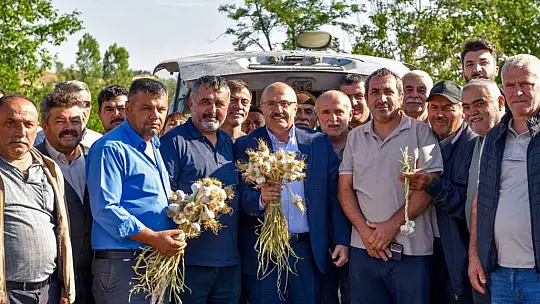 Coğrafi işaretli Taşköprü sarımsağı pazara indi