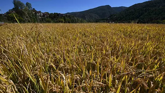 Coğrafi işaretli Tosya pirincinde susuzluk sebebiyle istenilen rekolteye ulaşılamadı