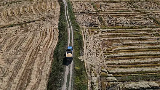 Coğrafi işaretli Tosya pirincinde susuzluk sebebiyle istenilen rekolteye ulaşılamadı
