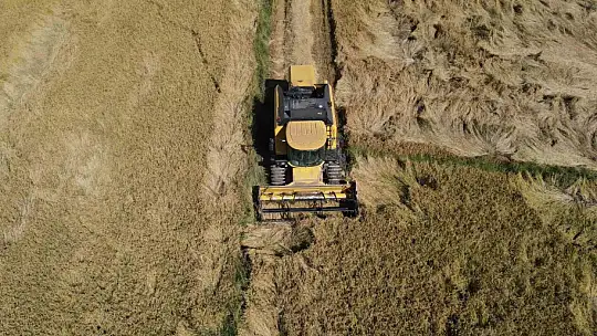 Coğrafi işaretli Tosya pirincinde susuzluk sebebiyle istenilen rekolteye ulaşılamadı