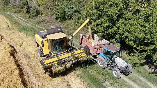 Coğrafi işaretli Tosya pirincinde susuzluk sebebiyle istenilen rekolteye ulaşılamadı