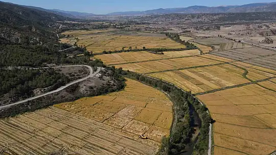 Coğrafi işaretli Tosya pirincinde susuzluk sebebiyle istenilen rekolteye ulaşılamadı
