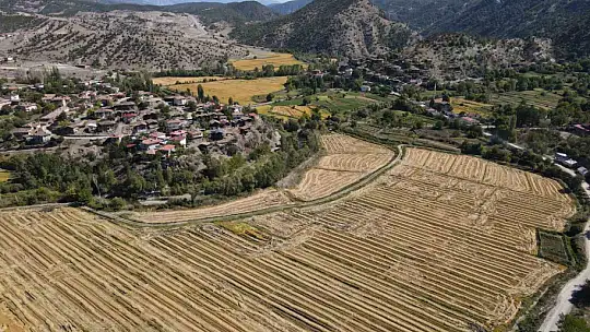 Coğrafi işaretli Tosya pirincinde susuzluk sebebiyle istenilen rekolteye ulaşılamadı