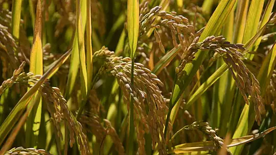 Coğrafi işaretli Tosya pirincinde susuzluk sebebiyle istenilen rekolteye ulaşılamadı