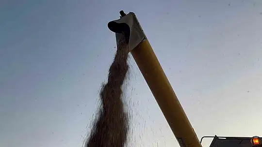 Çölyak hastalarının besin kaynağı karabuğdayın hasadı başladı