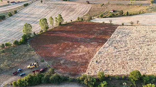 Çölyak hastalarının besin kaynağı karabuğdayın hasadı başladı