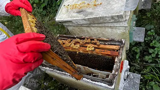 Dedesinin nasihatiyle başladı, şimdi 1 ton bal hedefliyor