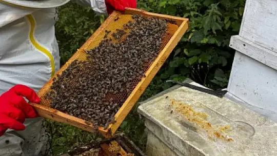 Dedesinin nasihatiyle başladı, şimdi 1 ton bal hedefliyor