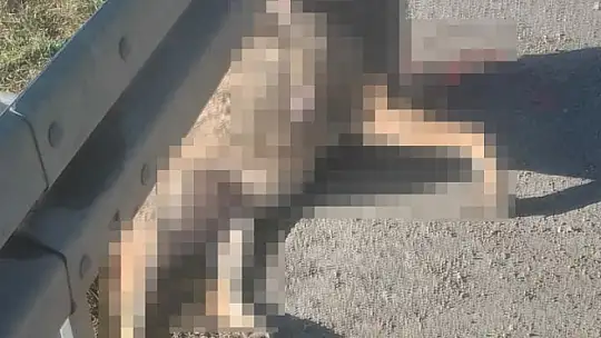 Demir bariyere iple asılı halde telef olmuş kurt bulundu