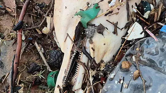 Dev dalgalar, ölü yunus balığının kalıntılarını sahile sürükledi