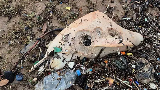 Dev dalgalar, ölü yunus balığının kalıntılarını sahile sürükledi