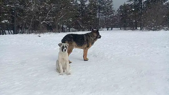 Doğa harikası Abant Gölü buz tuttu