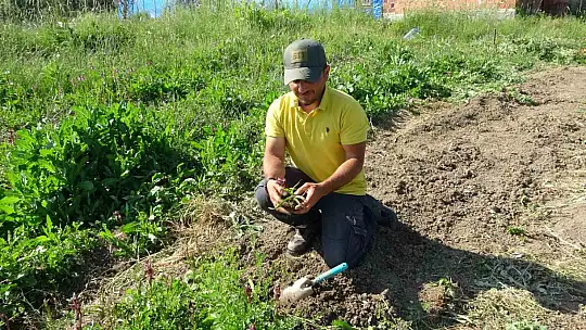 Doğada toplanması yasak: Kastamonu'da 30 dekarda yetiştirilen salebin hasadı sürüyor