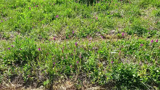 Doğada toplanması yasak: Kastamonu'da 30 dekarda yetiştirilen salebin hasadı sürüyor