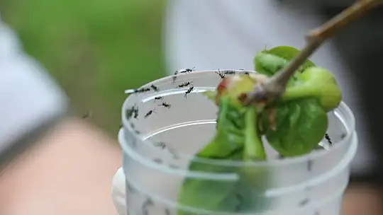 Doğaya savaşçı böcekler bırakıldı