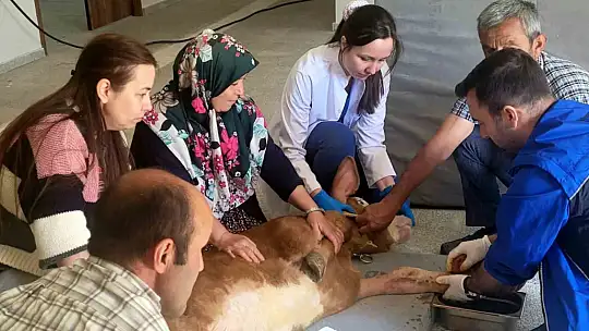 Doğum sırasında bacağı kırılan buzağı, başarılı ameliyatla hayata tutundu