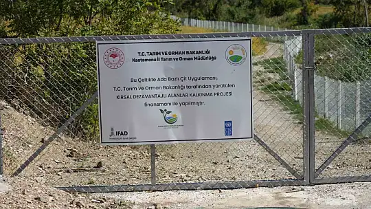 Domuzların talan ettiği çeltik tarlaları, devlet desteğiyle yeniden verimli hale getirildi