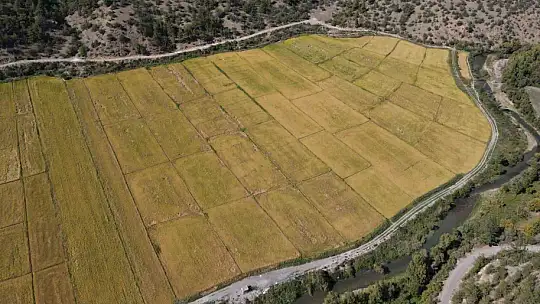Domuzların talan ettiği çeltik tarlaları, devlet desteğiyle yeniden verimli hale getirildi