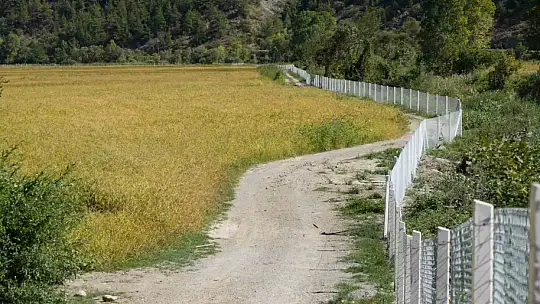 Domuzların talan ettiği çeltik tarlaları, devlet desteğiyle yeniden verimli hale getirildi
