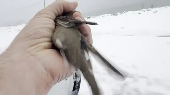 Donmak üzere olan kuşu aracına alarak ısıttı