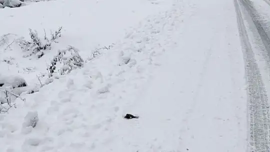 Donmak üzere olan kuşu aracına alarak ısıttı