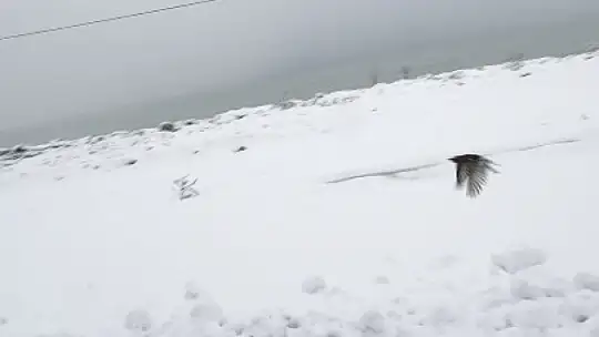 Donmak üzere olan kuşu aracına alarak ısıttı