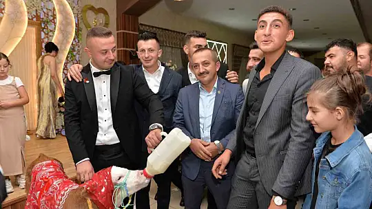 Düğünde gelin ve damada ilginç takı: Buzağı hediye ettiler