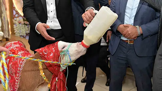 Düğünde gelin ve damada ilginç takı: Buzağı hediye ettiler