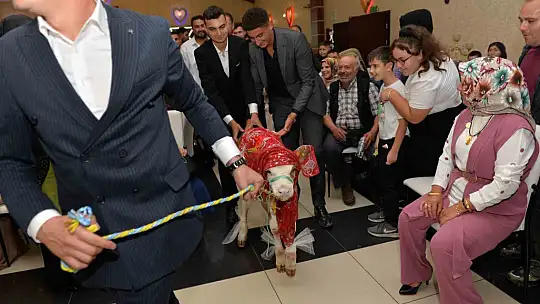 Düğünde gelin ve damada ilginç takı: Buzağı hediye ettiler