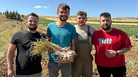 Dünyaca ünlü Taşköprü sarımsağında hasat dönemi başladı