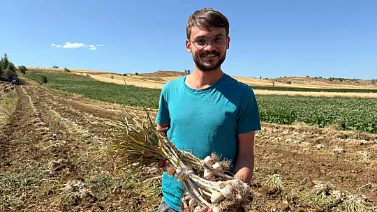 Dünyaca ünlü Taşköprü sarımsağında hasat dönemi başladı
