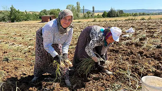 Dünyaca ünlü Taşköprü sarımsağında hasat dönemi başladı