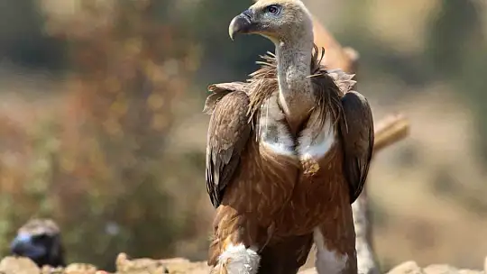 Dünyada sadece 3 yerde görülen doğa olayı: Akbabaların yiyecek döngüsü