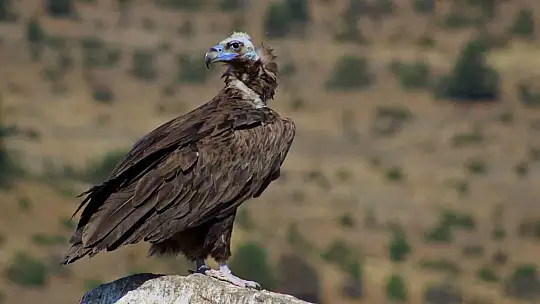 Dünyada sadece 3 yerde görülen doğa olayı: Akbabaların yiyecek döngüsü