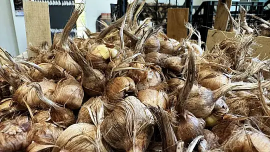 Dünyanın en pahallı baharatı Safran toprakla buluşuyor