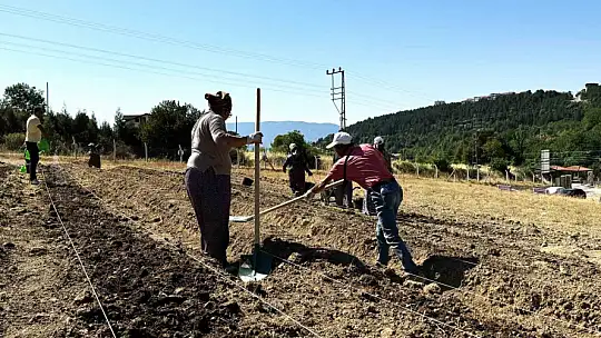 Dünyanın en pahallı baharatı Safran toprakla buluşuyor